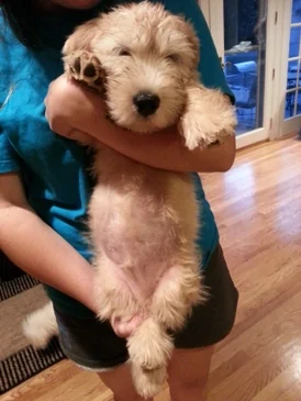 Glen of Imaal Terrier slideshow photo
