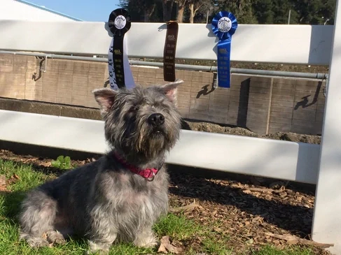Glen of Imaal Terrier slideshow photo