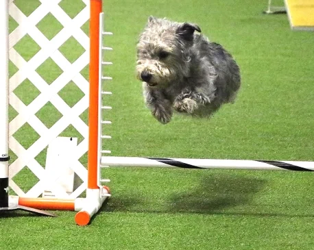 Glen of Imaal Terrier slideshow photo