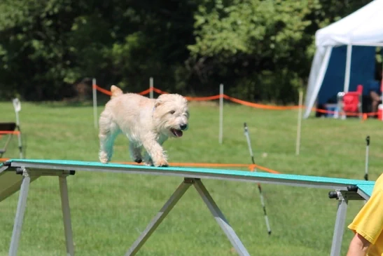 Glen of Imaal Terrier slideshow photo