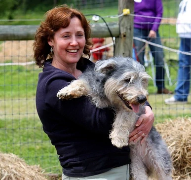 Glen of Imaal Terrier slideshow photo