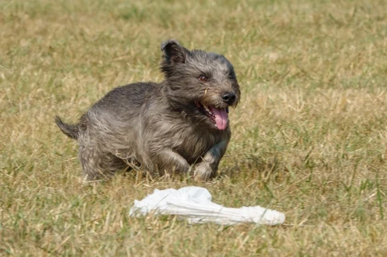 Glen of Imaal Terrier slideshow photo