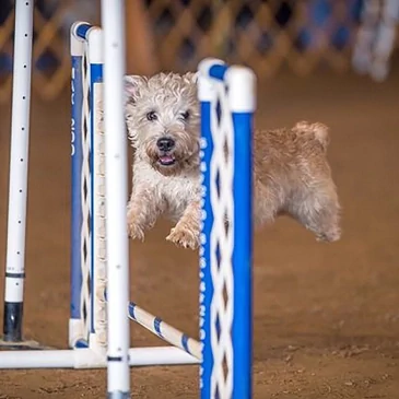 Glen of Imaal Terrier slideshow photo