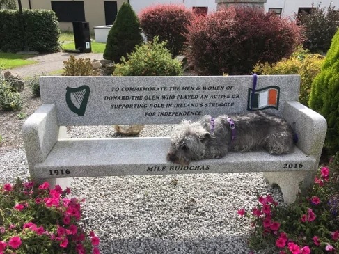 Glen of Imaal Terrier slideshow photo
