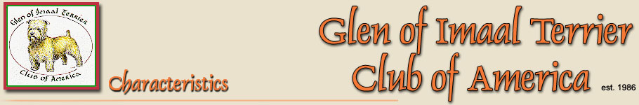 Glen of Imaal Terrier Characteristics