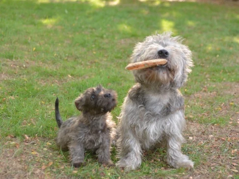 A Glen of Imaal Terrier