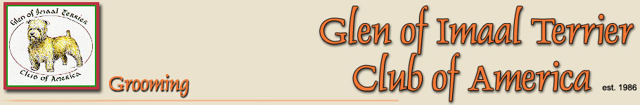 Grooming a Glen of Imaal Terrier